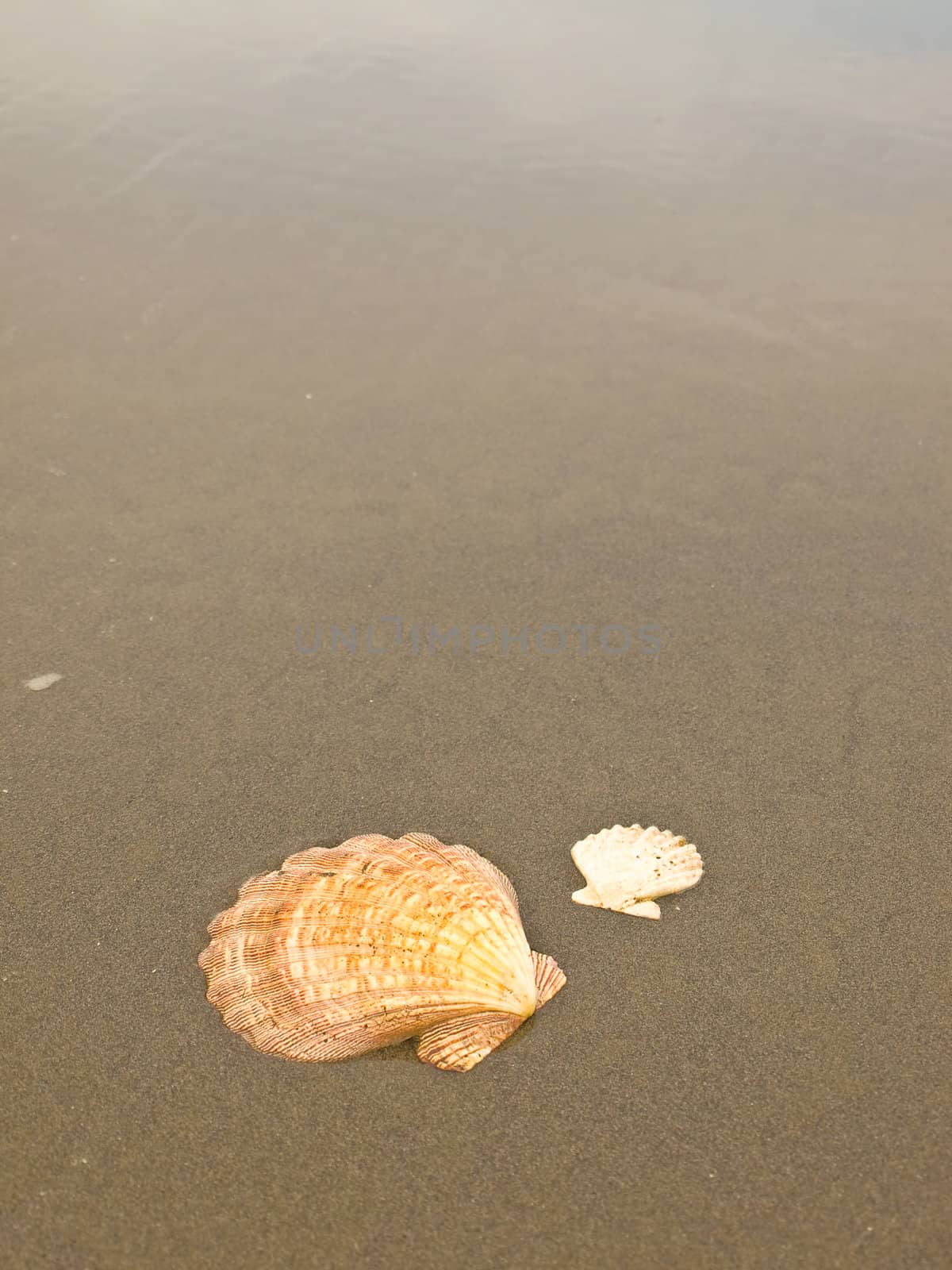 Scallop Shells on a Wet Sandy Beach by Frankljunior