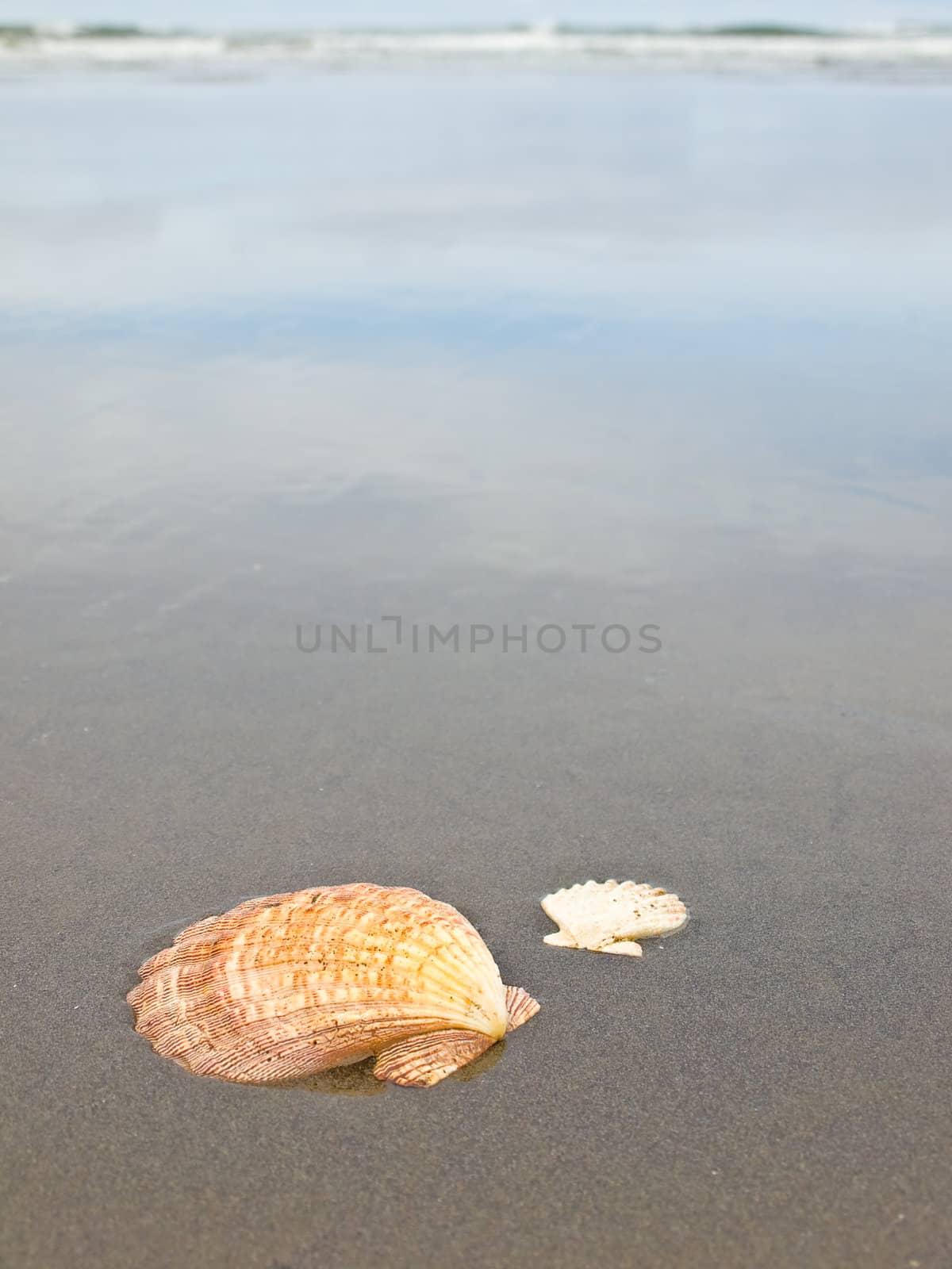 Scallop Shells on a Wet Sandy Beach by Frankljunior