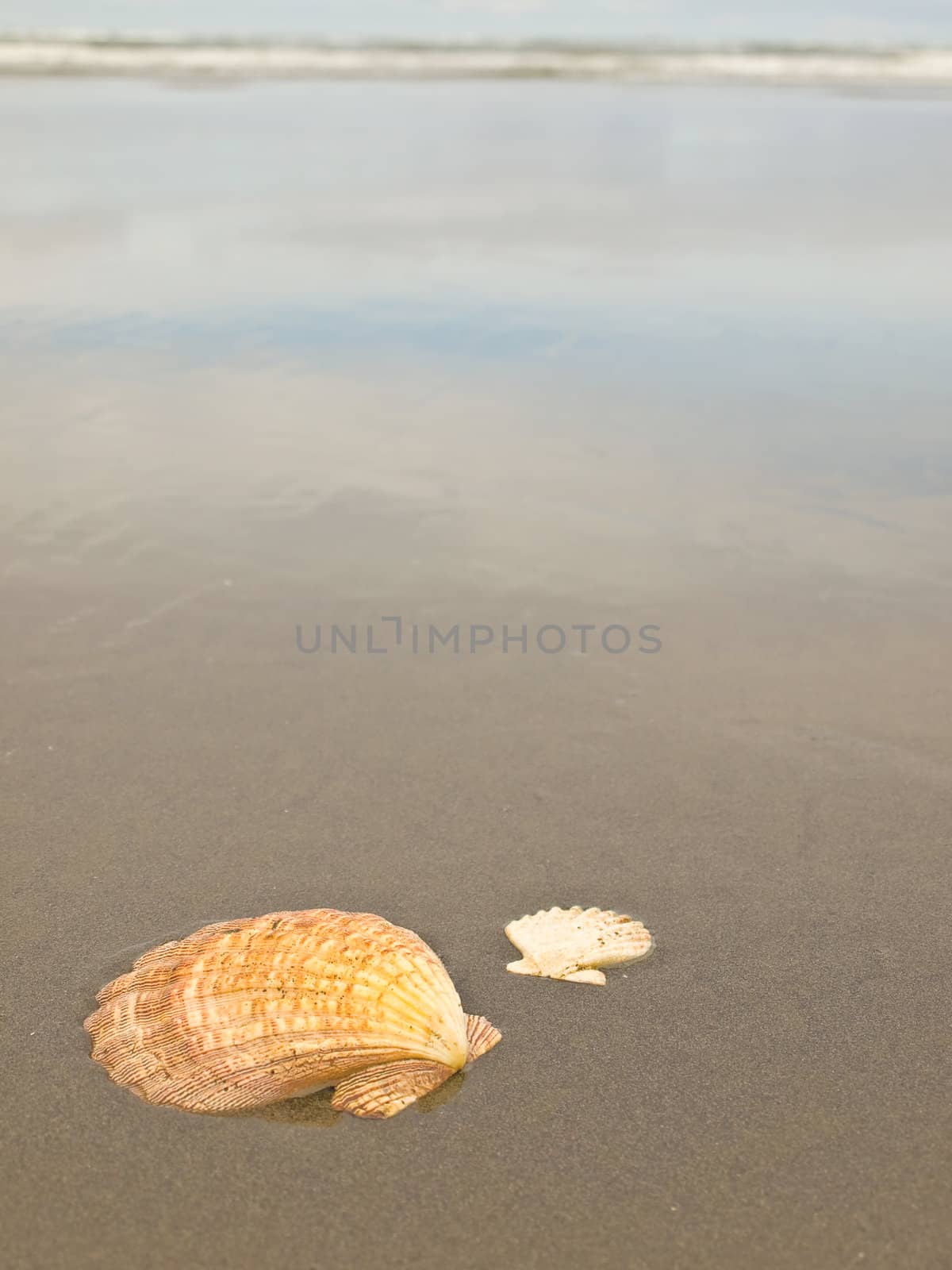 Scallop Shells on a Wet Sandy Beach