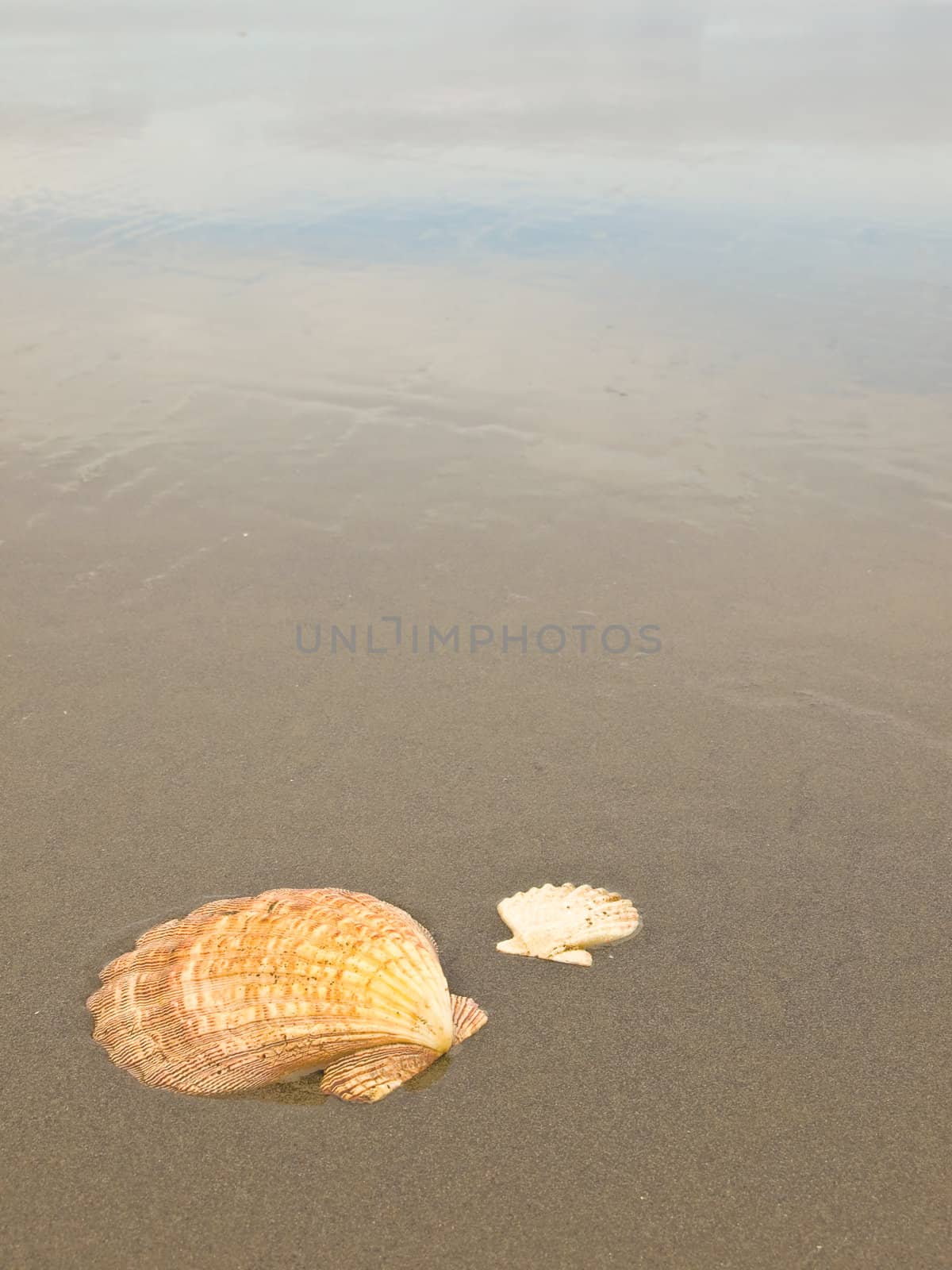 Scallop Shells on a Wet Sandy Beach