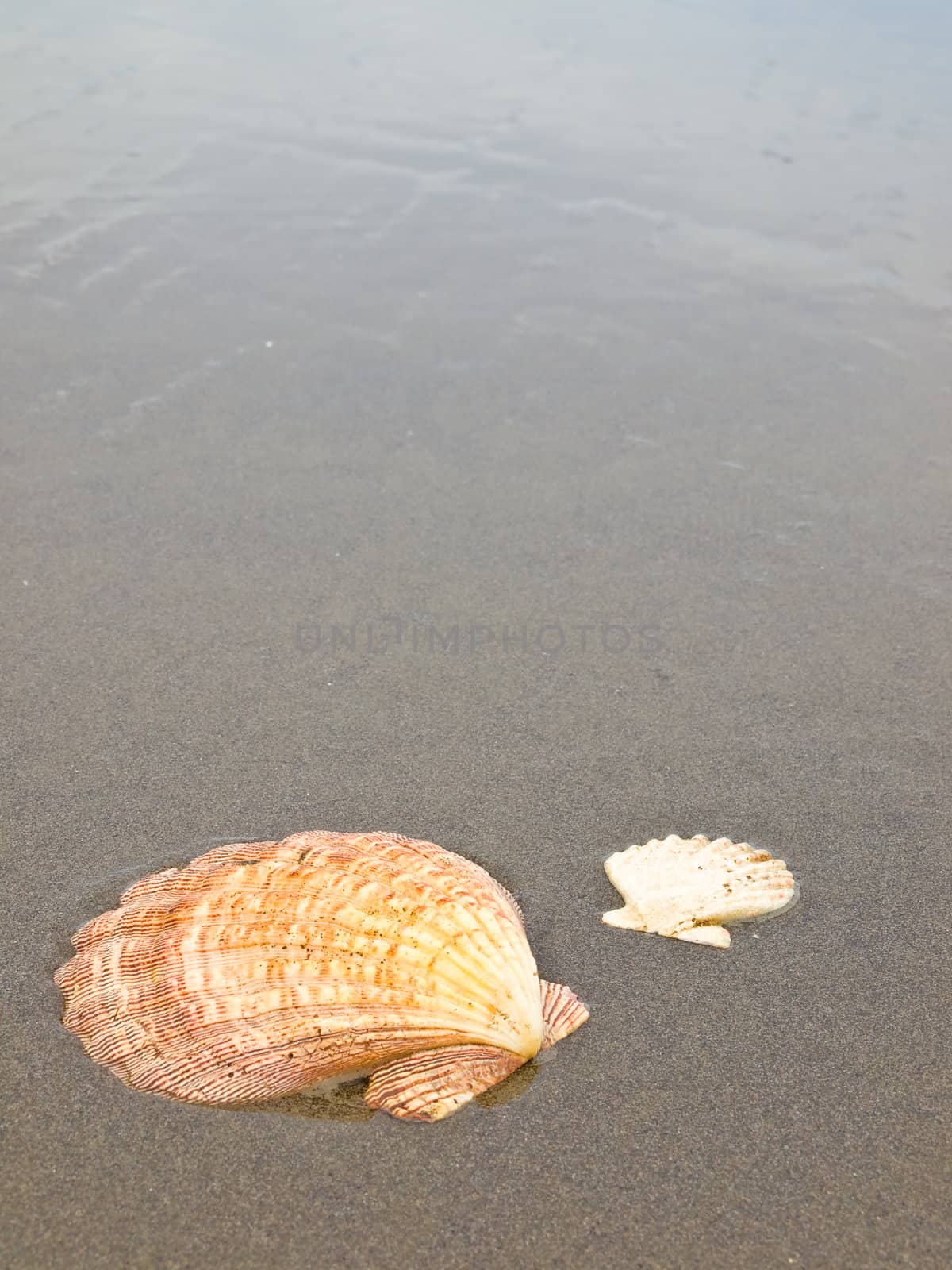 Scallop Shells on a Wet Sandy Beach