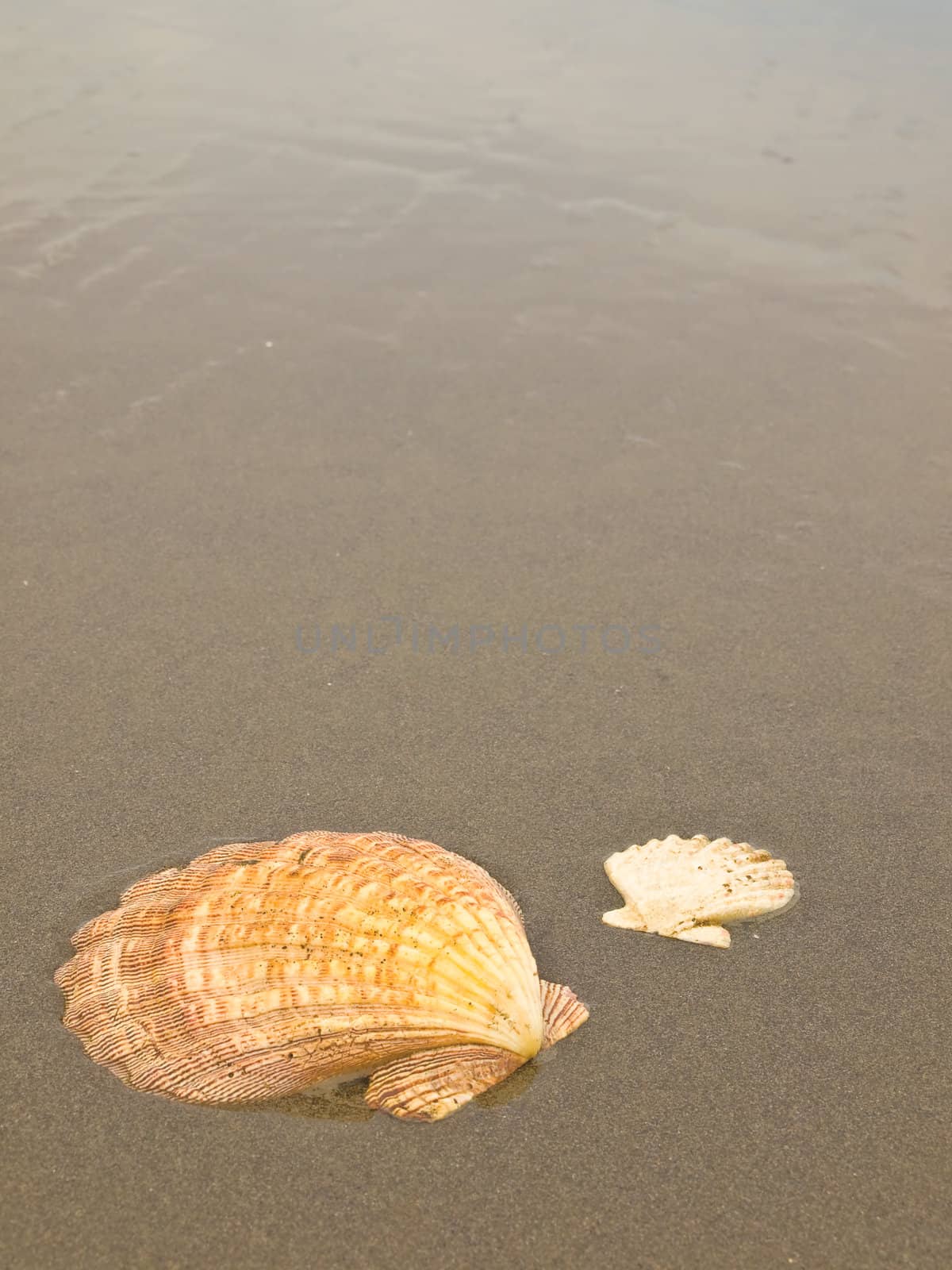 Scallop Shells on a Wet Sandy Beach