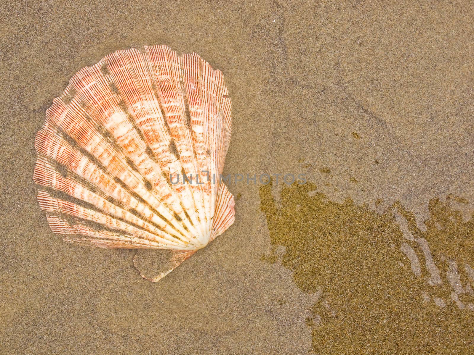 Scallop Shells on a Wet Sandy Beach