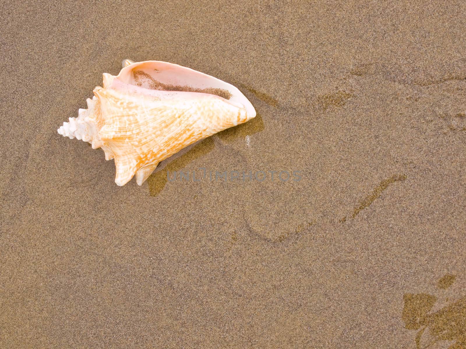 Conch Shell on a Wet Sandy Beach