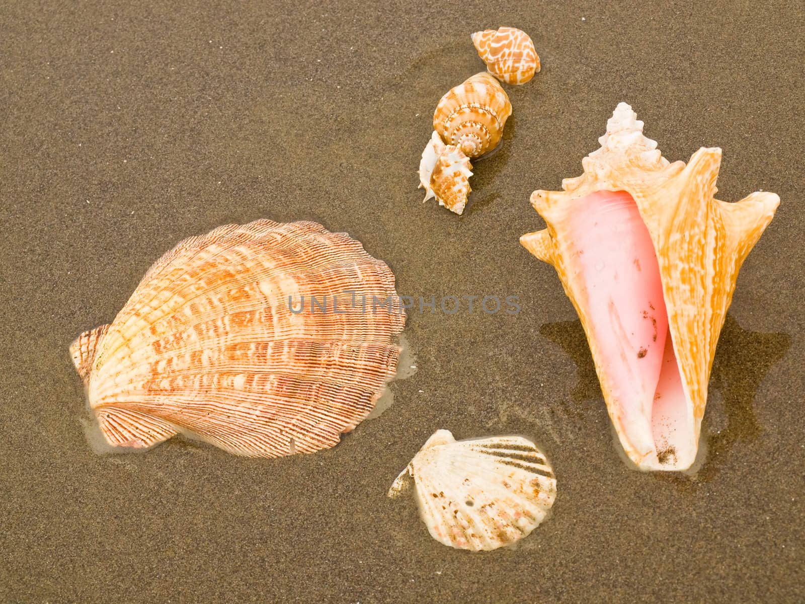 Scallop and Conch Shells on a Wet Sandy Beach