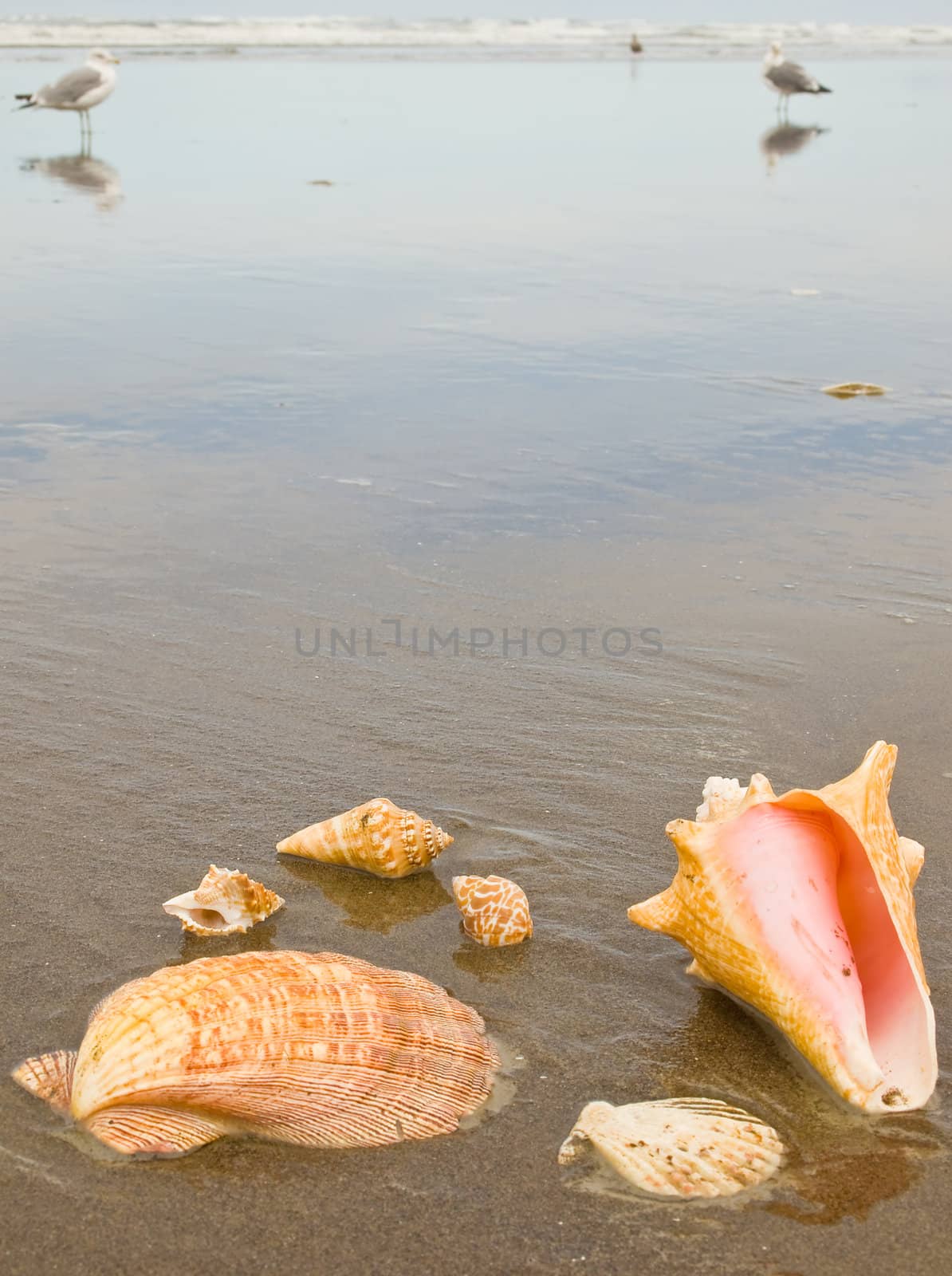 Scallop and Conch Shells on a Wet Sandy Beach with Sea Gulls in Background