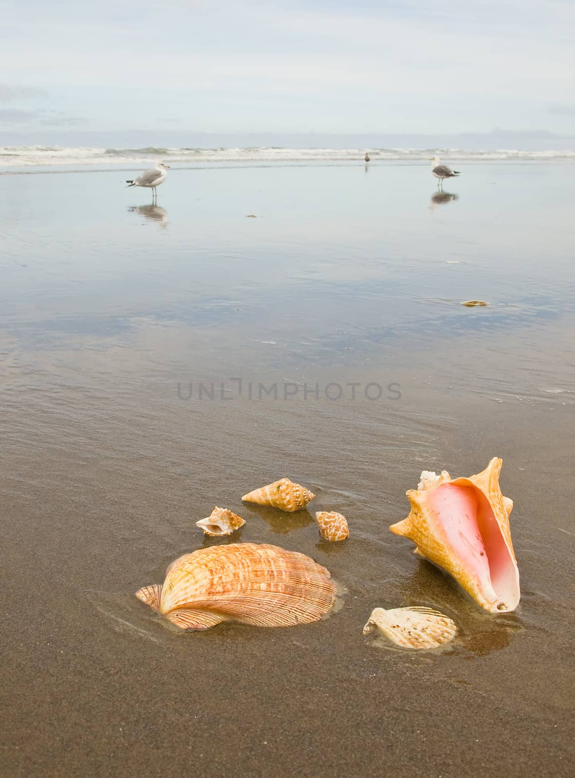 Scallop and Conch Shells on a Wet Sandy Beach with Sea Gulls in Background