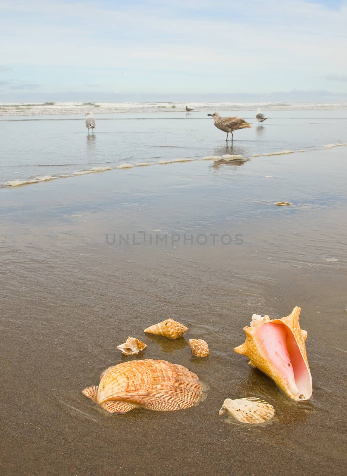 Scallop and Conch Shells on a Wet Sandy Beach with Sea Gulls in Background
