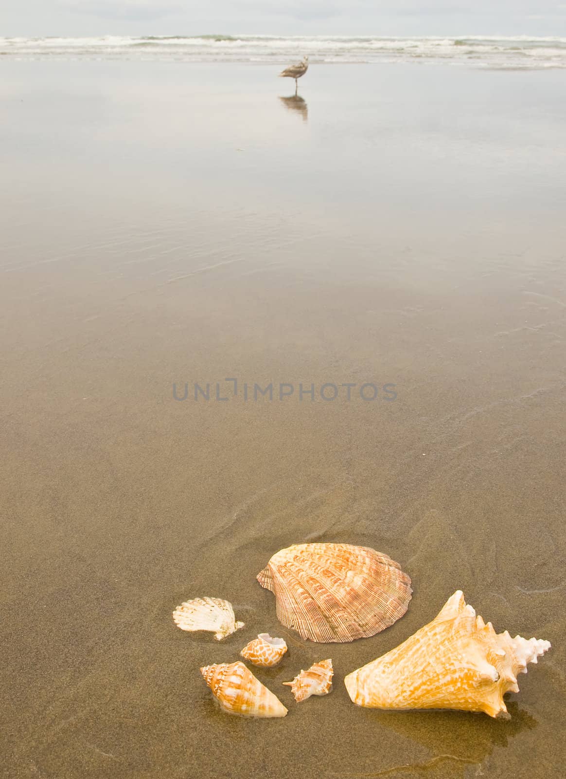 Scallop and Conch Shells on a Wet Sandy Beach with Sea Gulls in Background