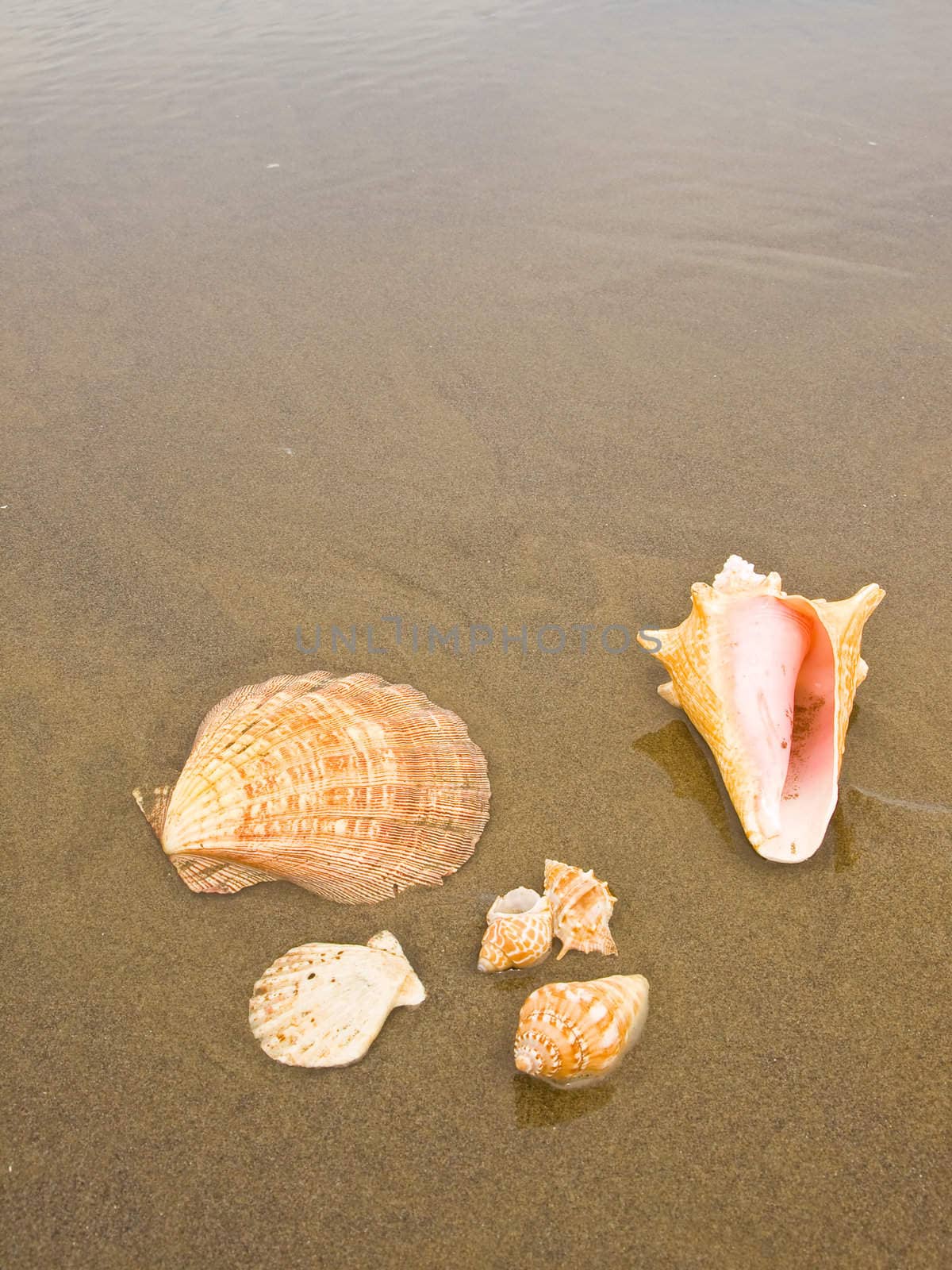 Scallop and Conch Shells on a Wet Sandy Beach