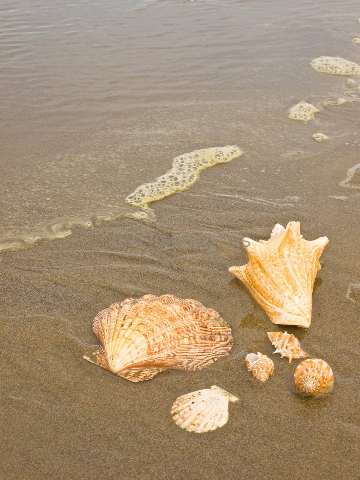 Scallop and Conch Shells on a Wet Sandy Beach as an Ocean Ripple Approaches