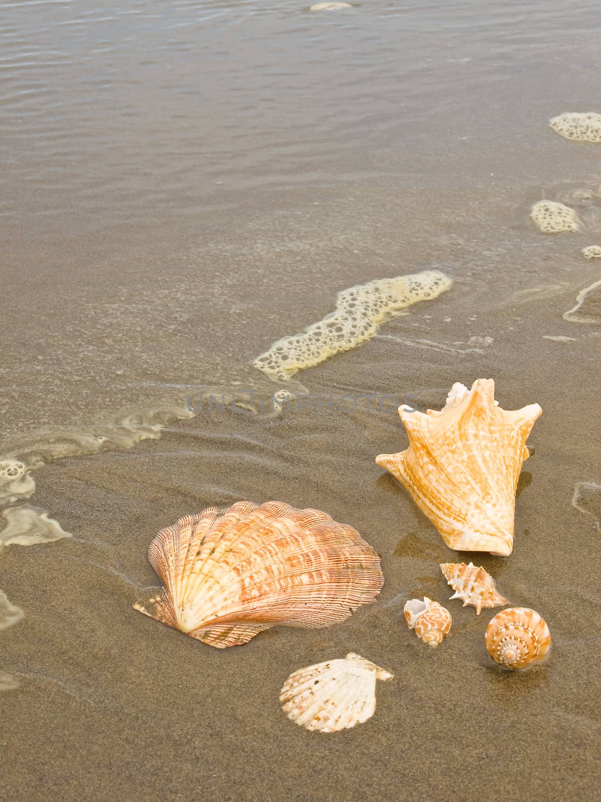 Scallop and Conch Shells on a Wet Sandy Beach as an Ocean Ripple Approaches