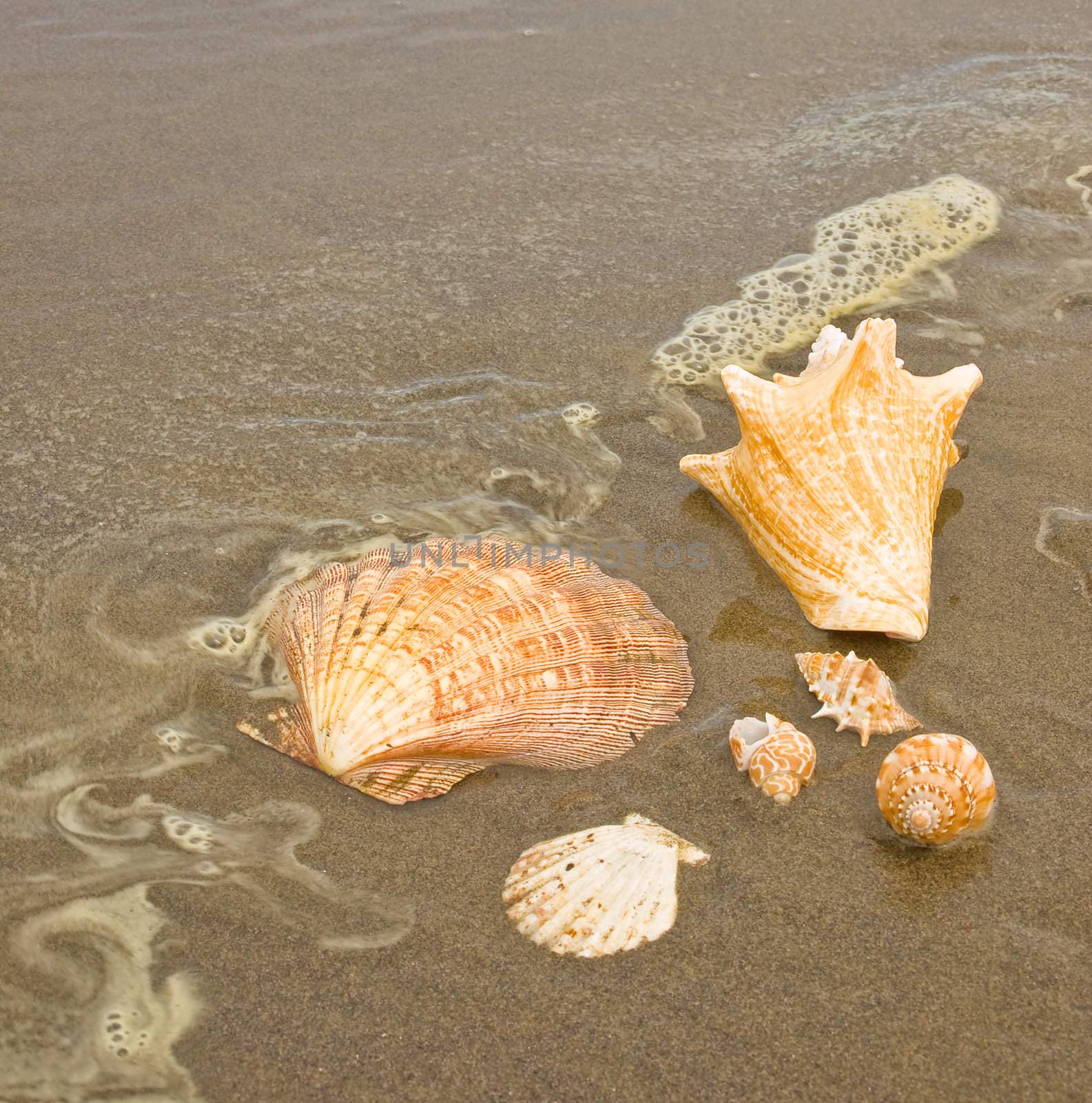 Scallop and Conch Shells on a Wet Sandy Beach as an Ocean Ripple Approaches