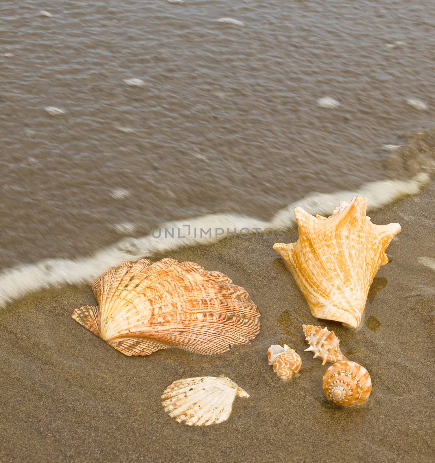 Scallop and Conch Shells on a Wet Sandy Beach as an Ocean Ripple Approaches