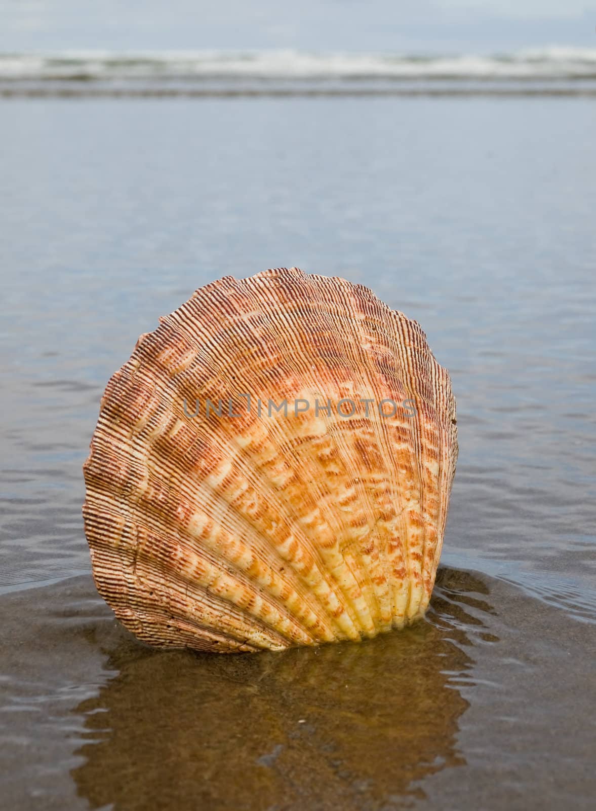 Scallop Shell Sticking Up in the Sand at the Water's Edge of a Beach