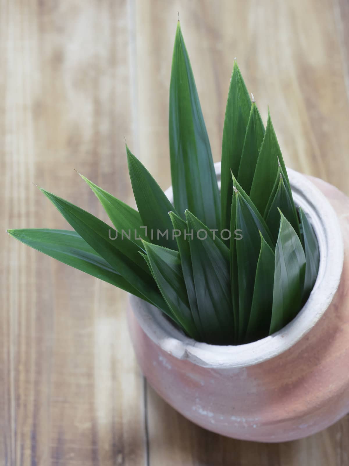 close up of a pot of pandan leaves