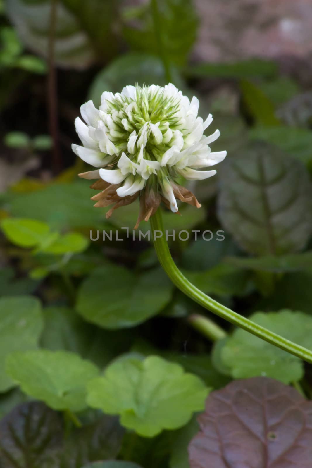 White Clover Bloom in Spring Close-up