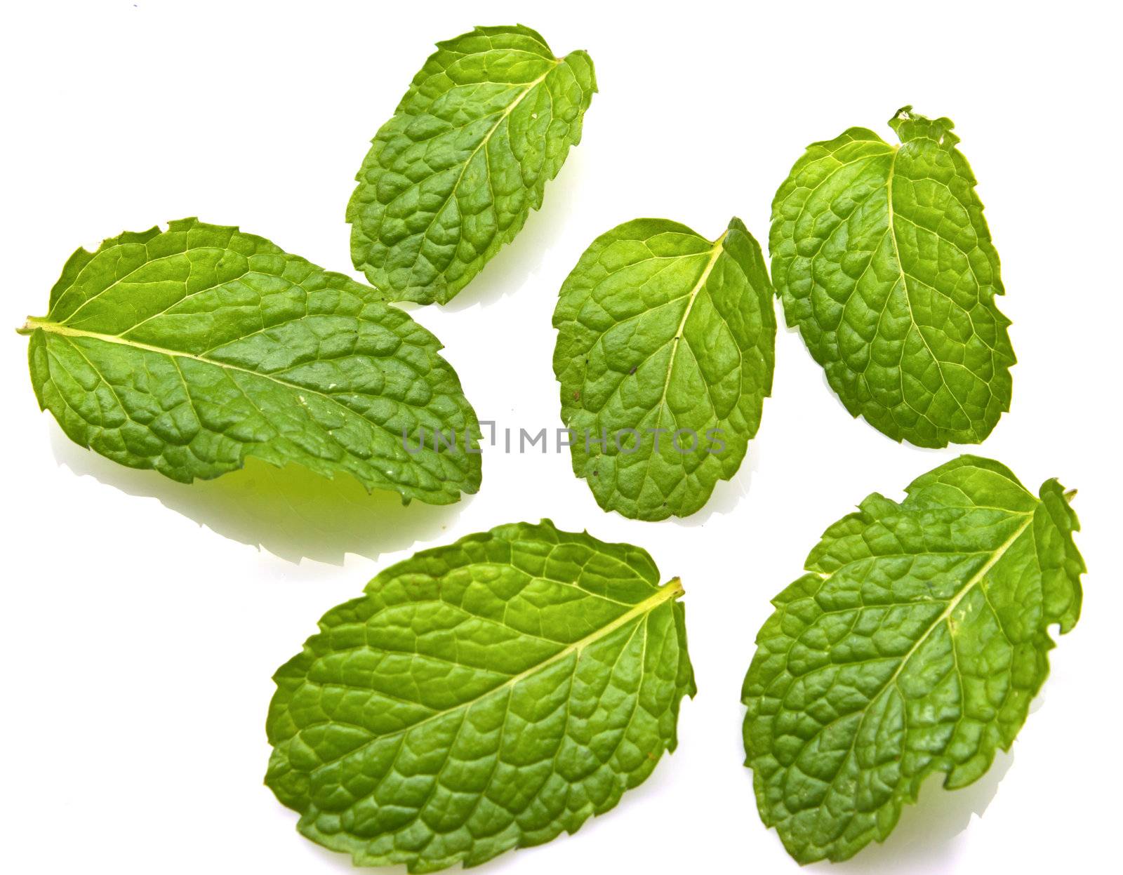 fresh mint leaves isolated on white background.