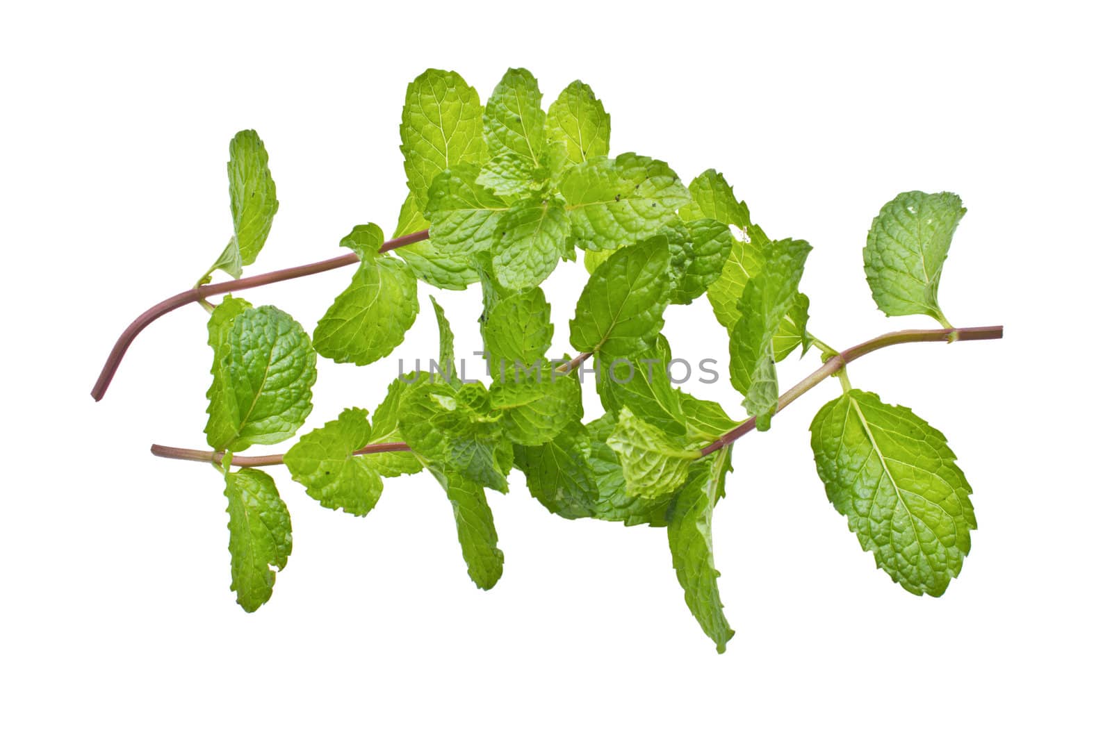 mint leaves isolated on a white background by kurapy