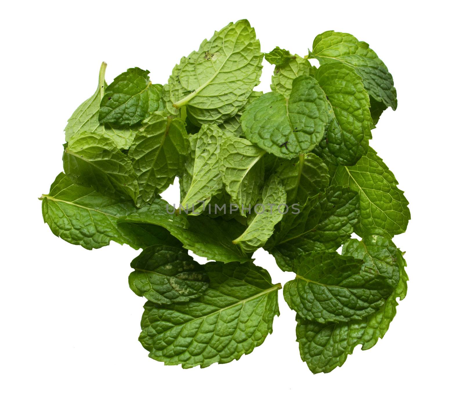fresh mint leaves isolated on white background. by kurapy