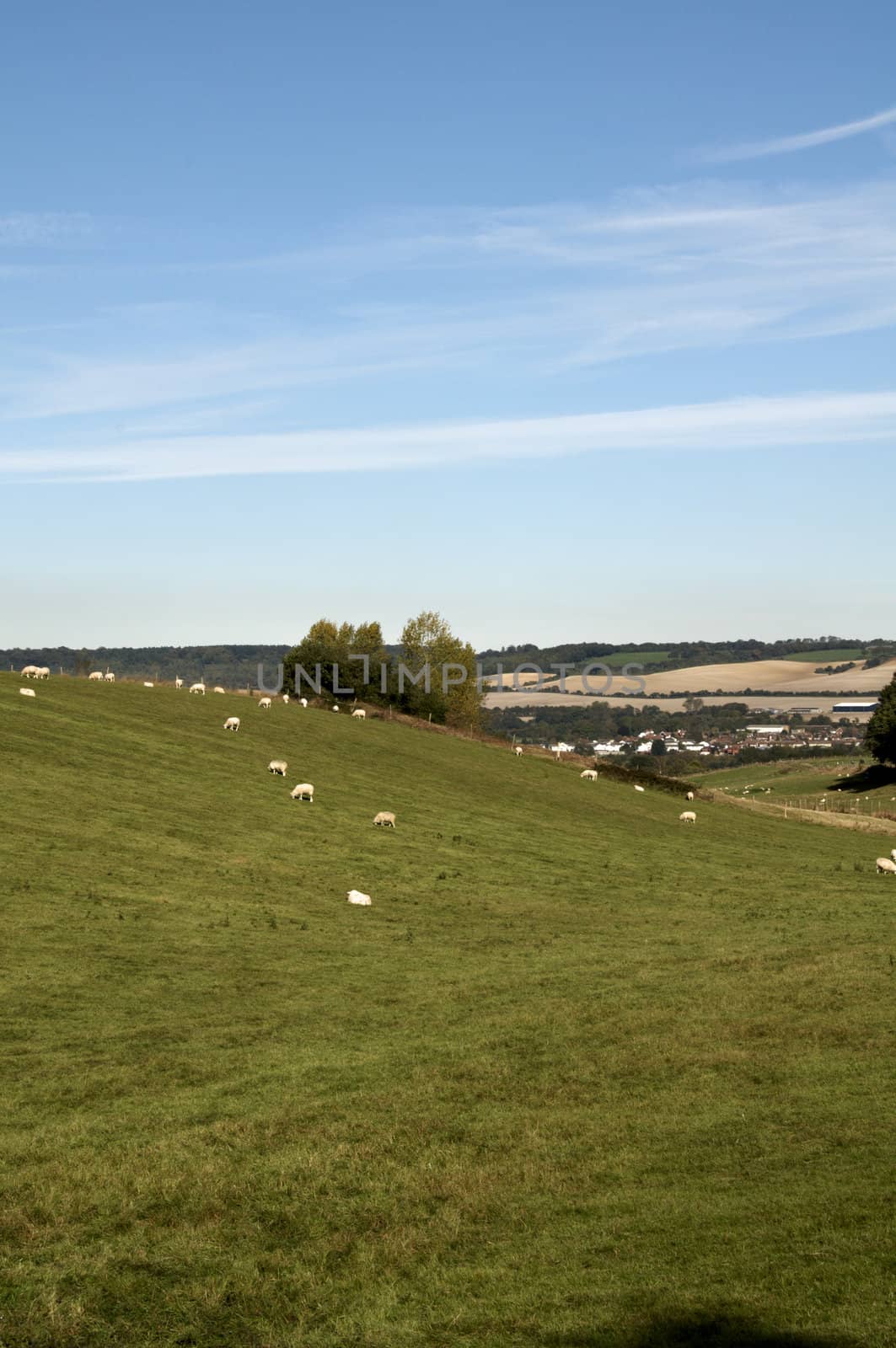 A landscape of the english countryside with sheep in a field