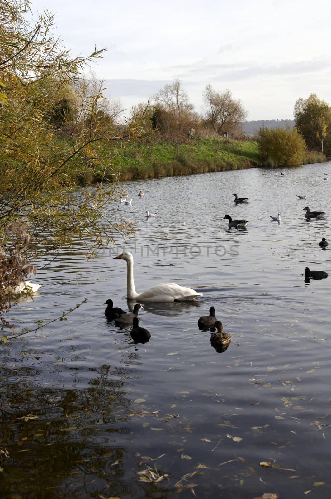 Swans and duck on a lake in england