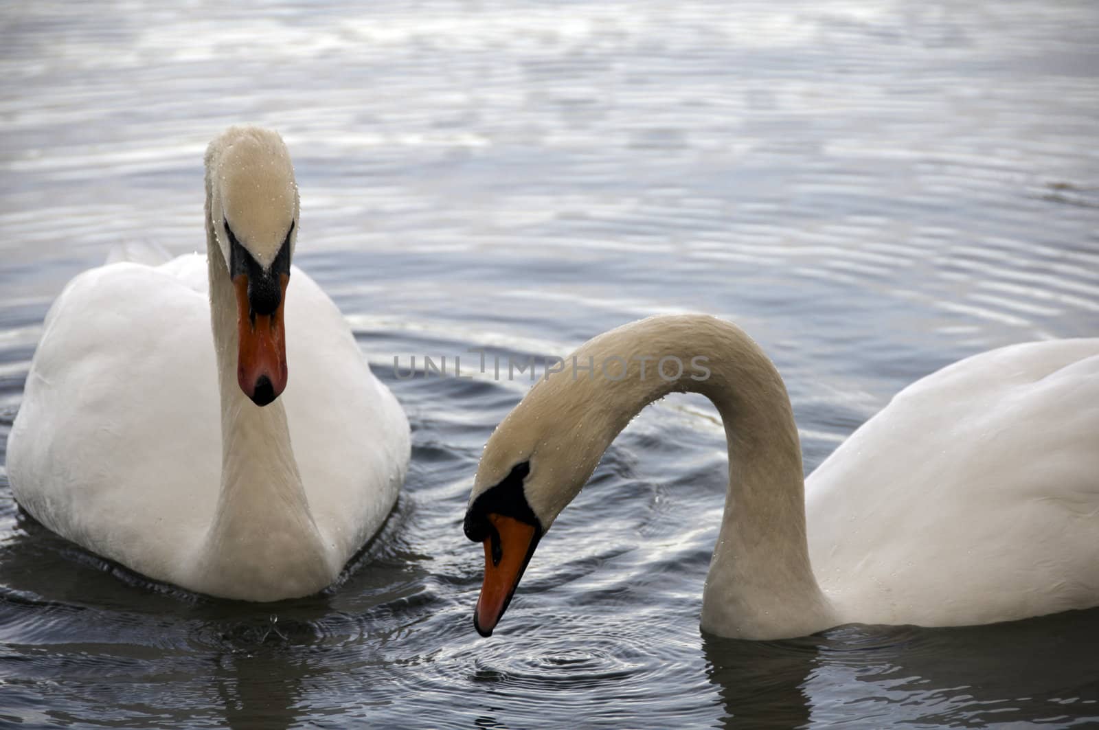 A mute swan swimming on a lake 