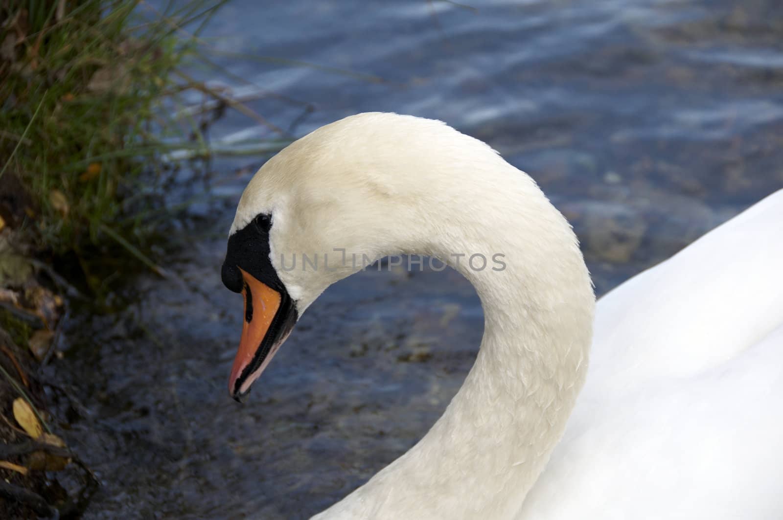 A mute swan swimming on a lake 