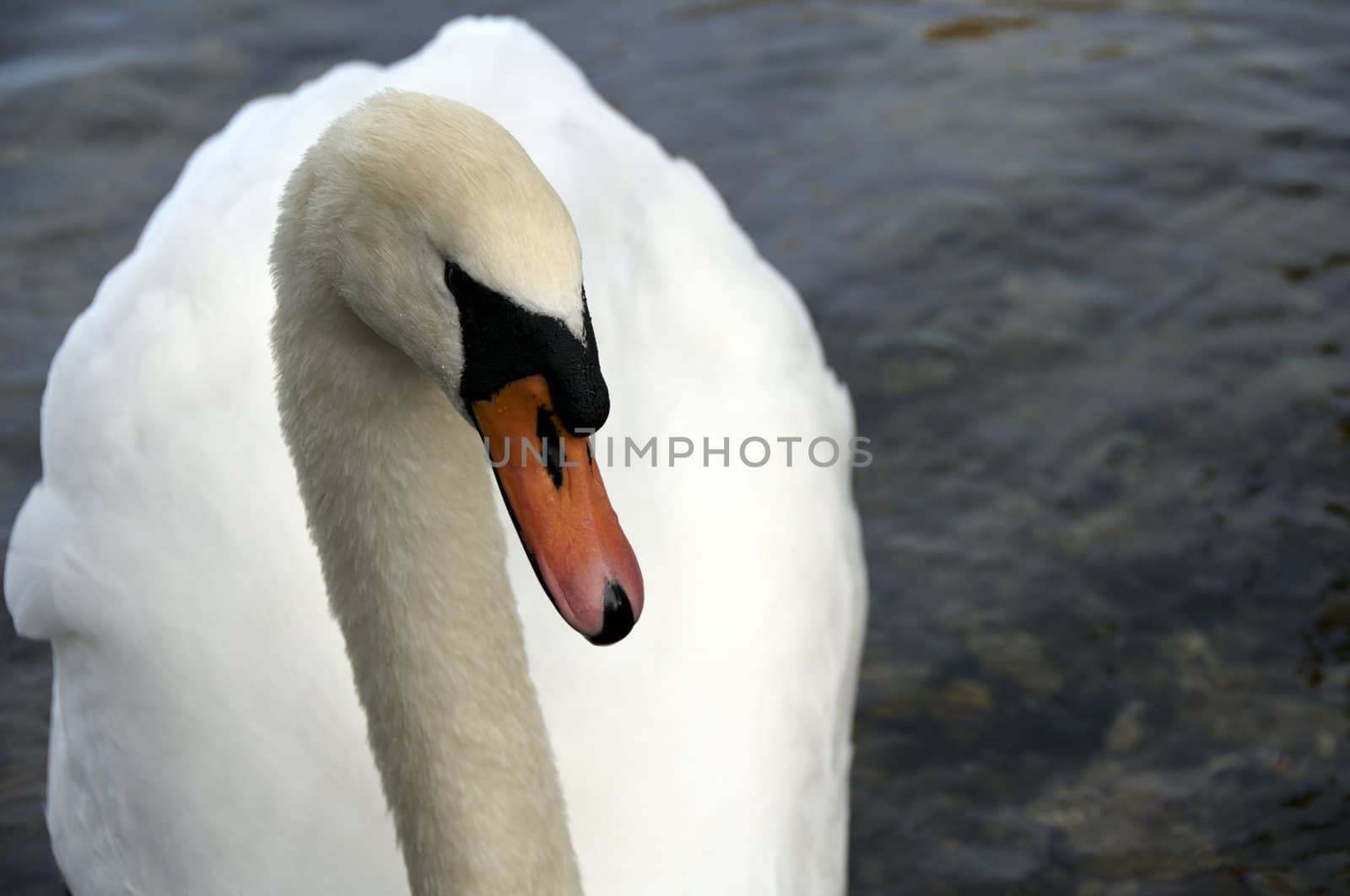 Mute Swan  by mbtaichi