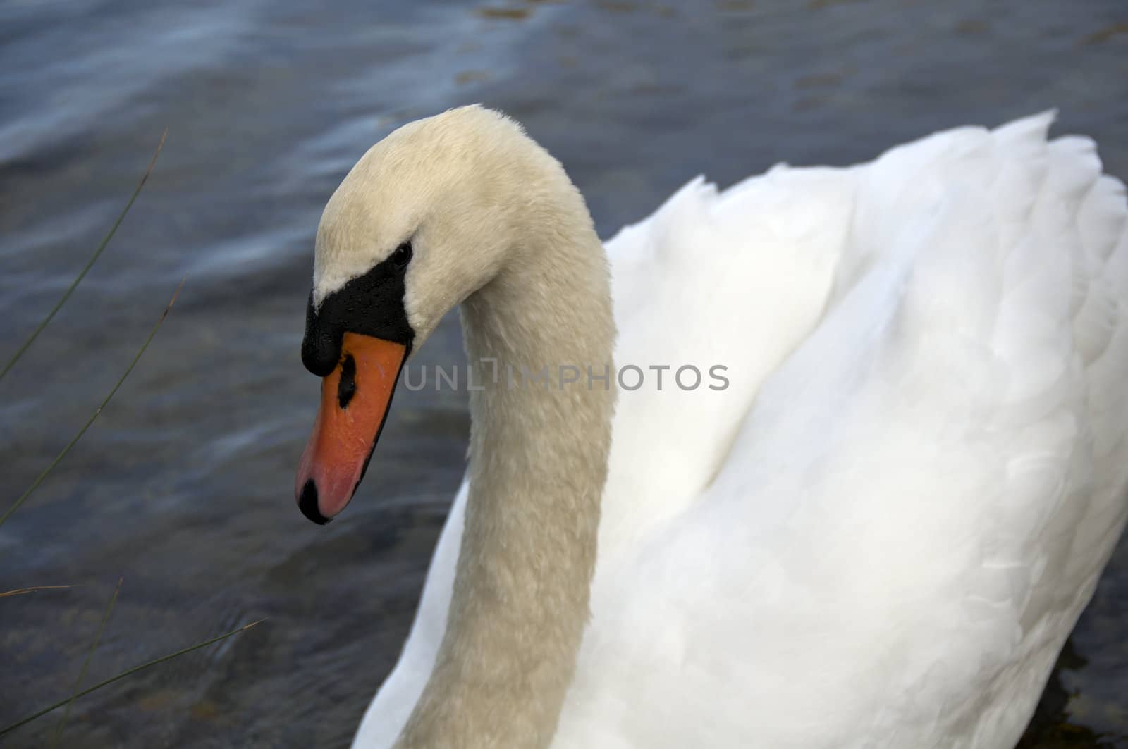 A mute swan swimming on a lake 