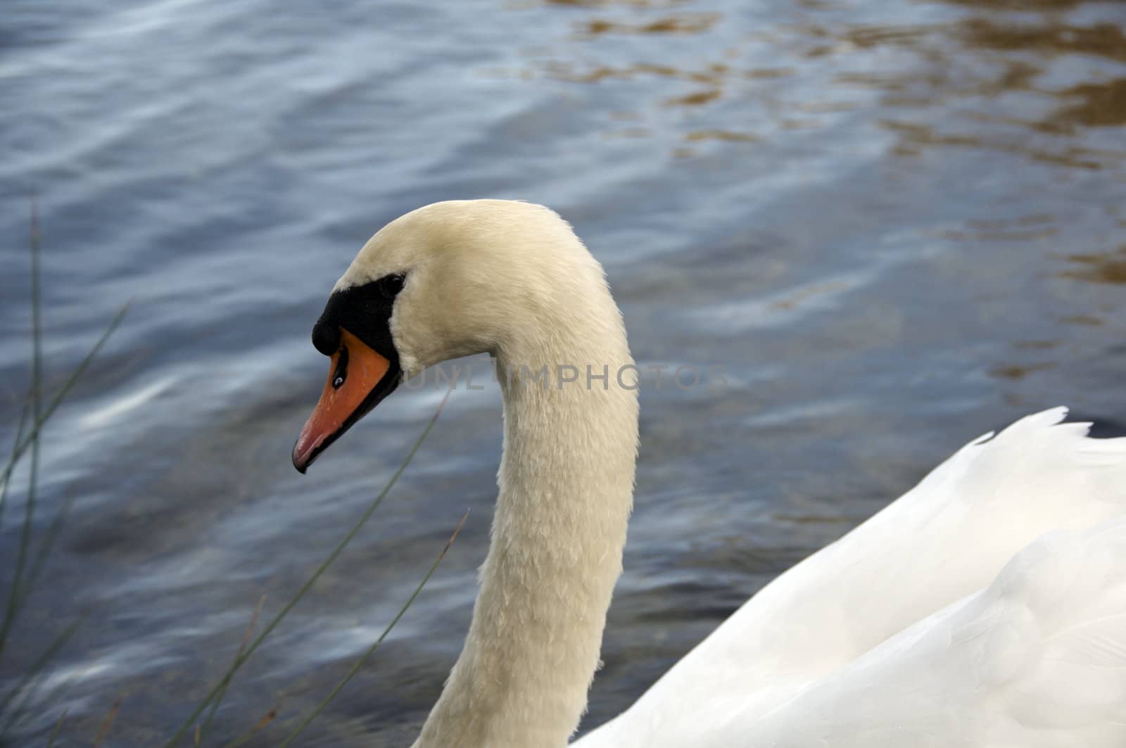 A mute swan swimming on a lake 