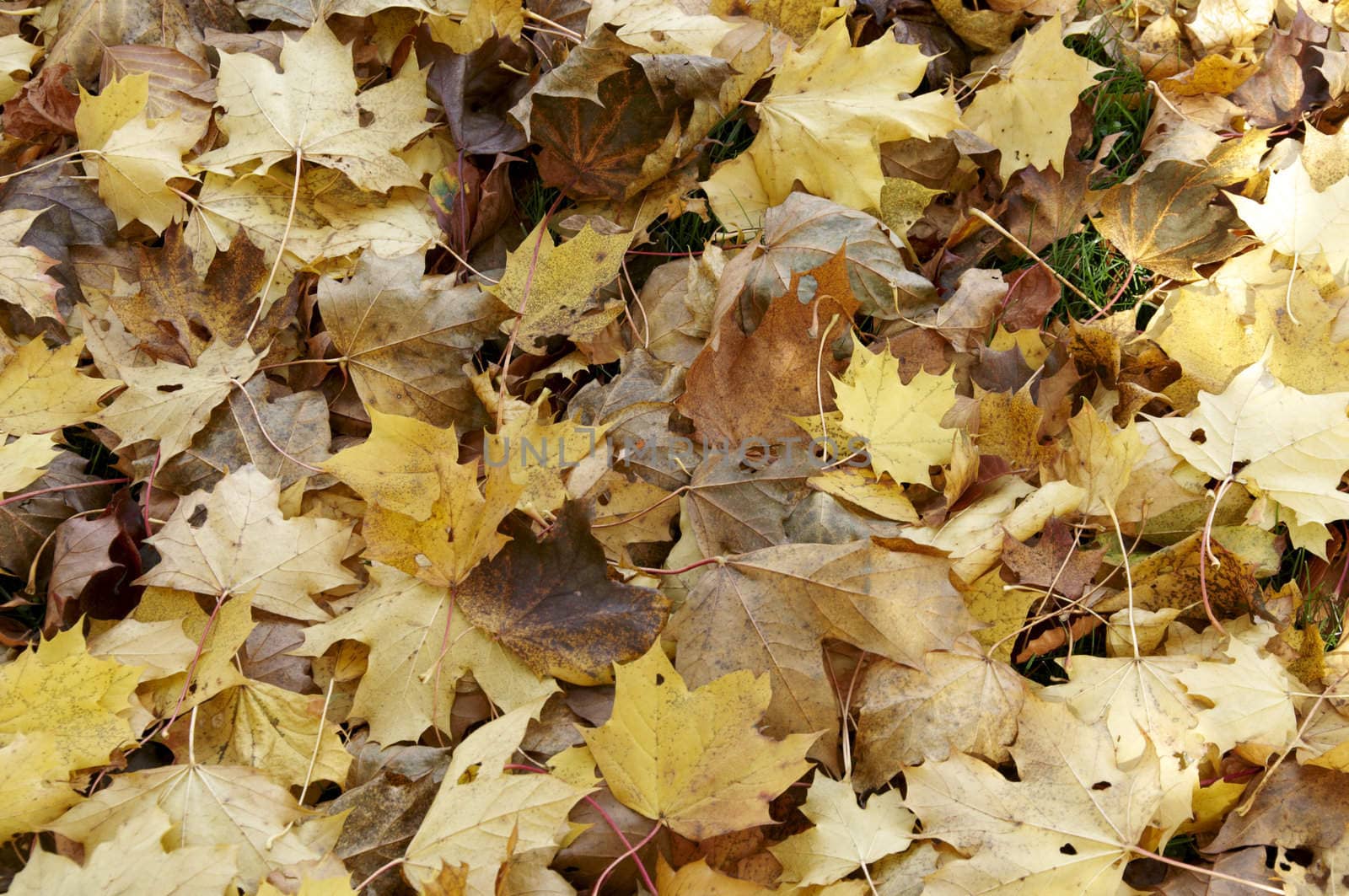 Autumn leaves on the ground in sunlight 