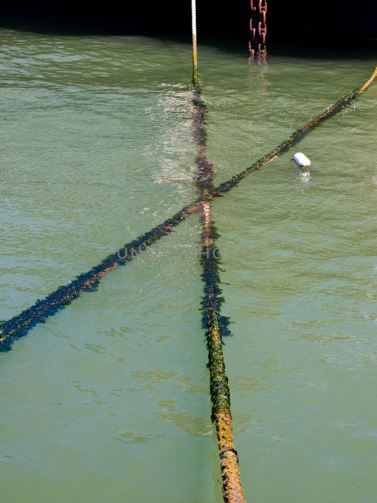 Two Algae Covered Ropes at an Ocean Dock