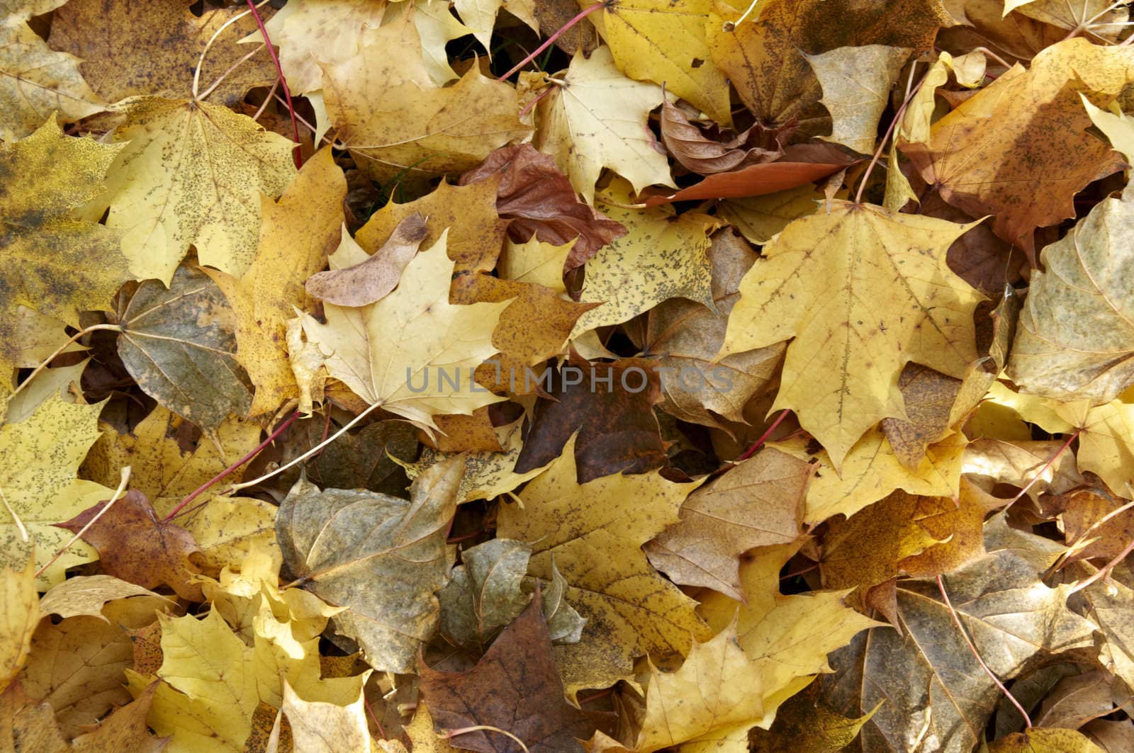 Autumn leaves on the ground in sunlight 
