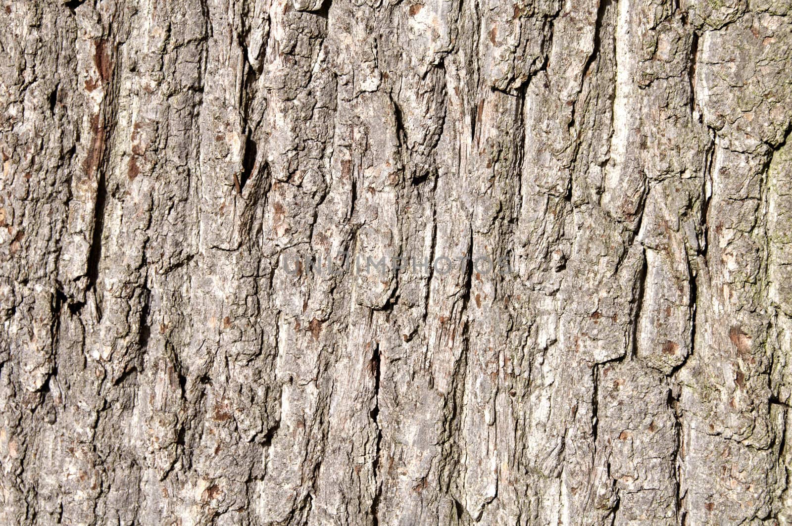 Detail of tree bark