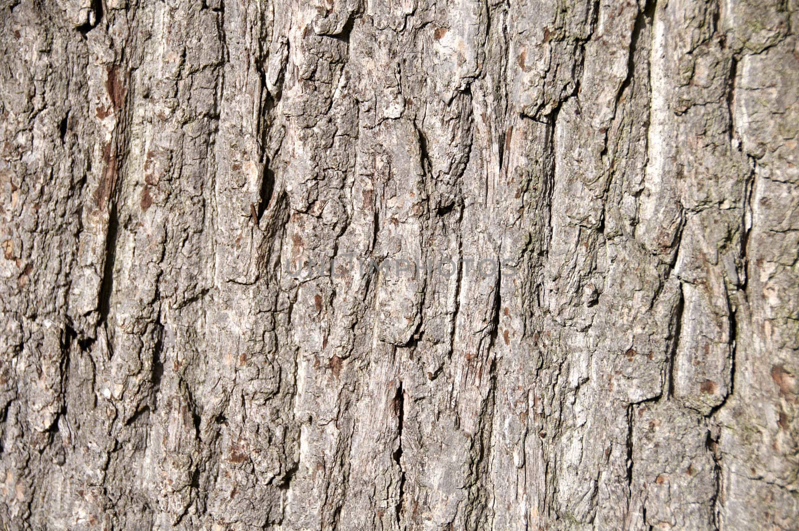 Detail of tree bark