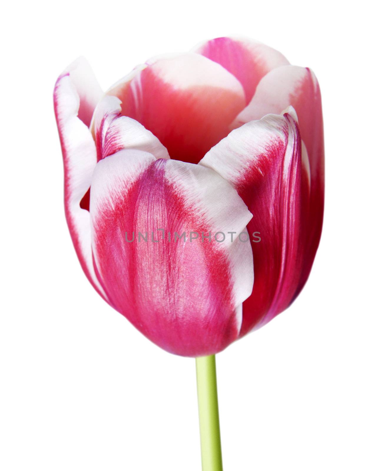 Closeup petals of pink tulip on white background with path