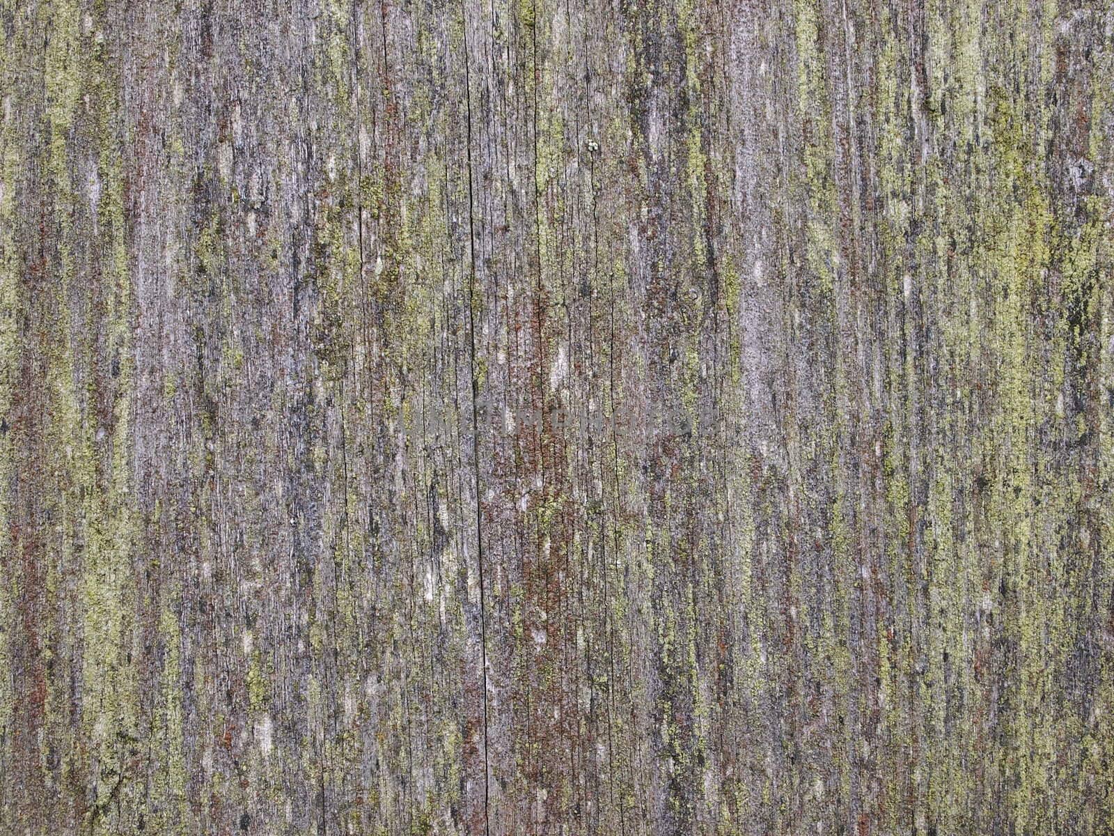 old board covered with moss