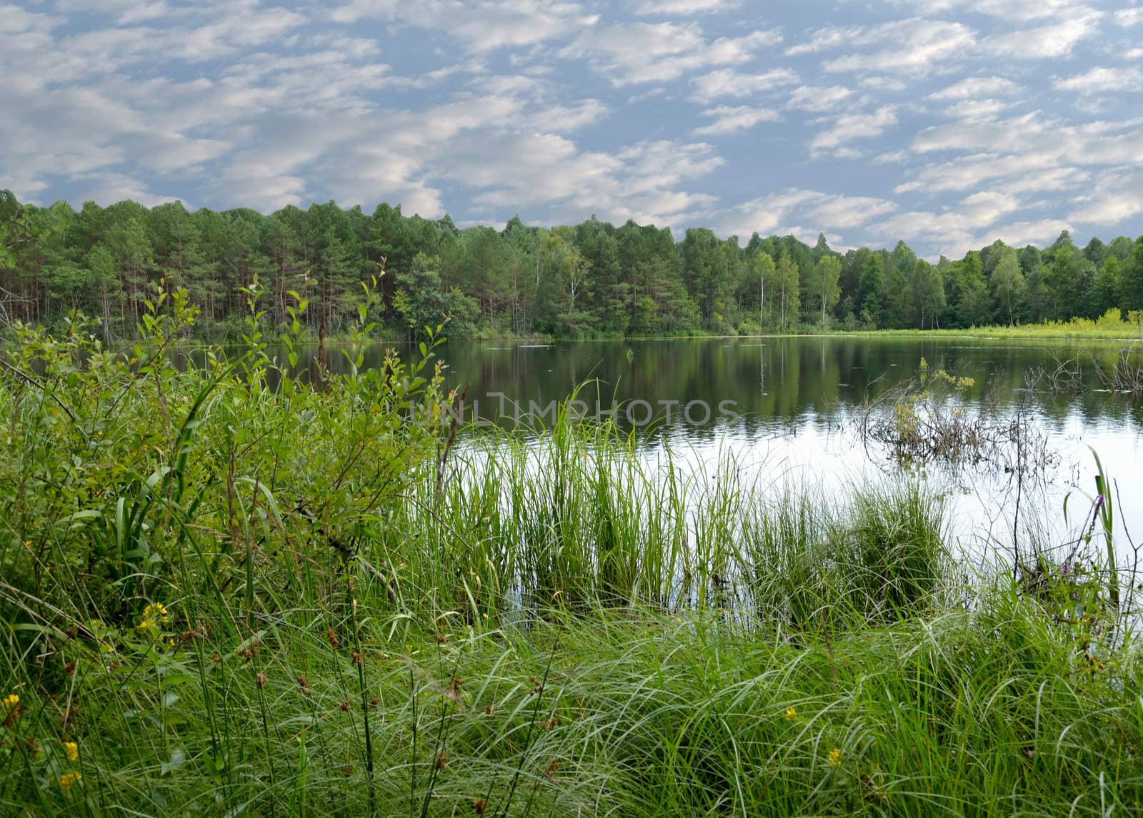 The boggy lake in a virgin forest