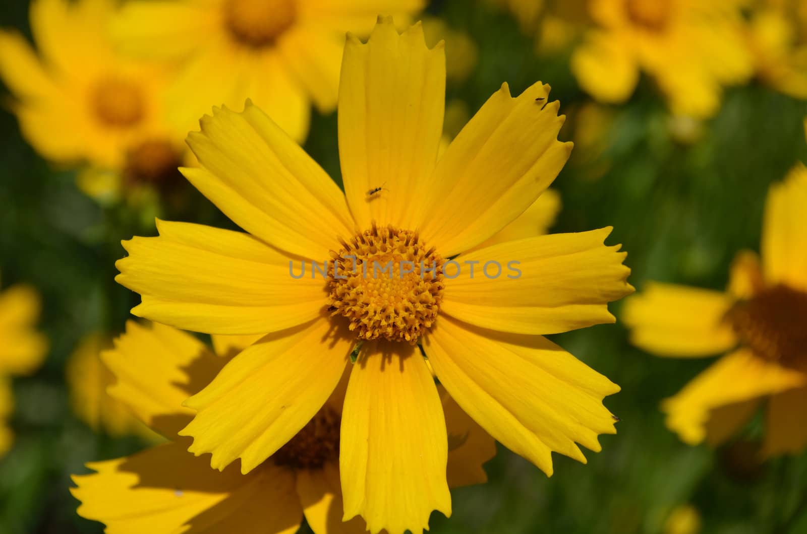 Yellow flower on a meadow