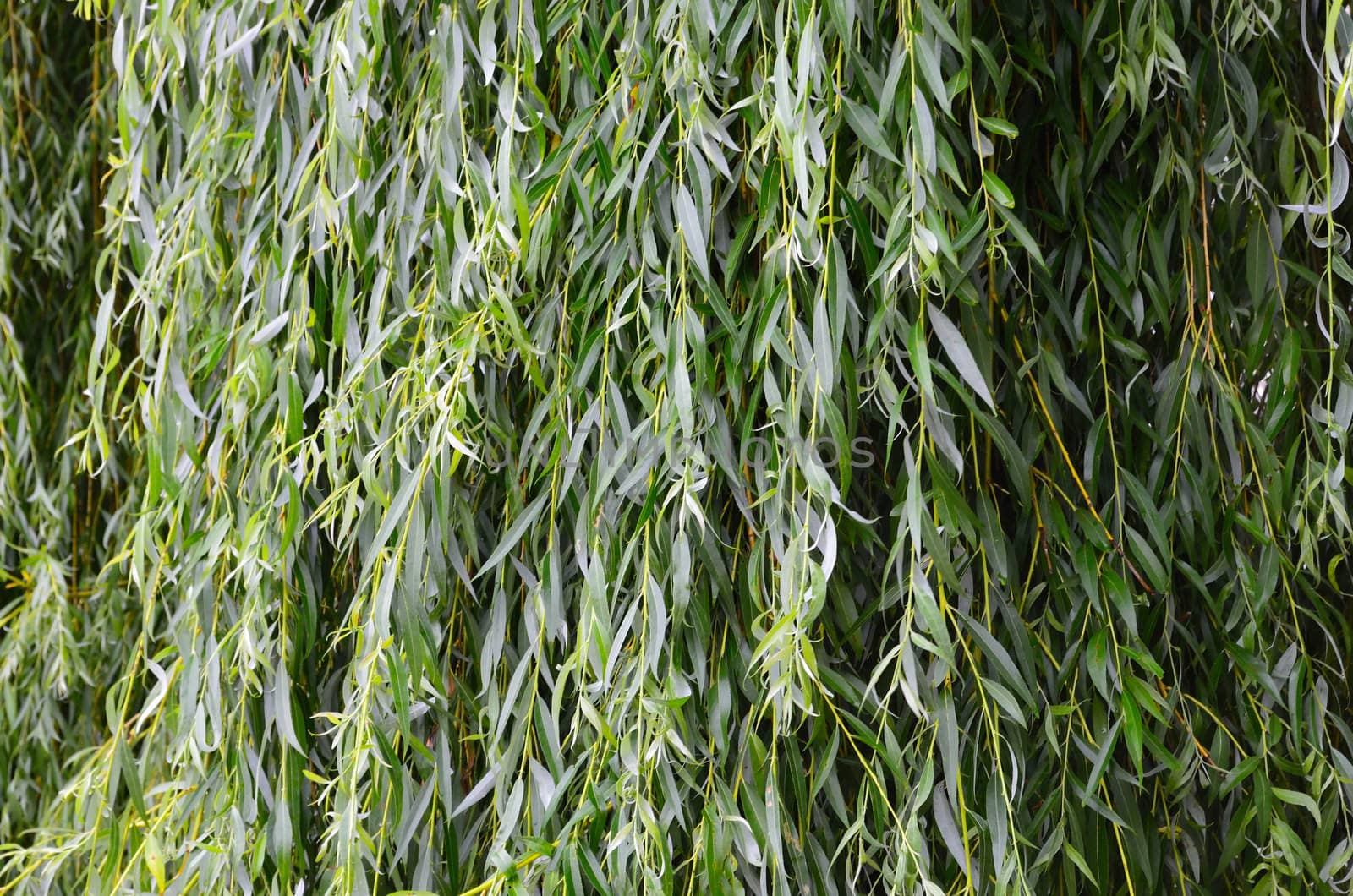 Branches of a willow