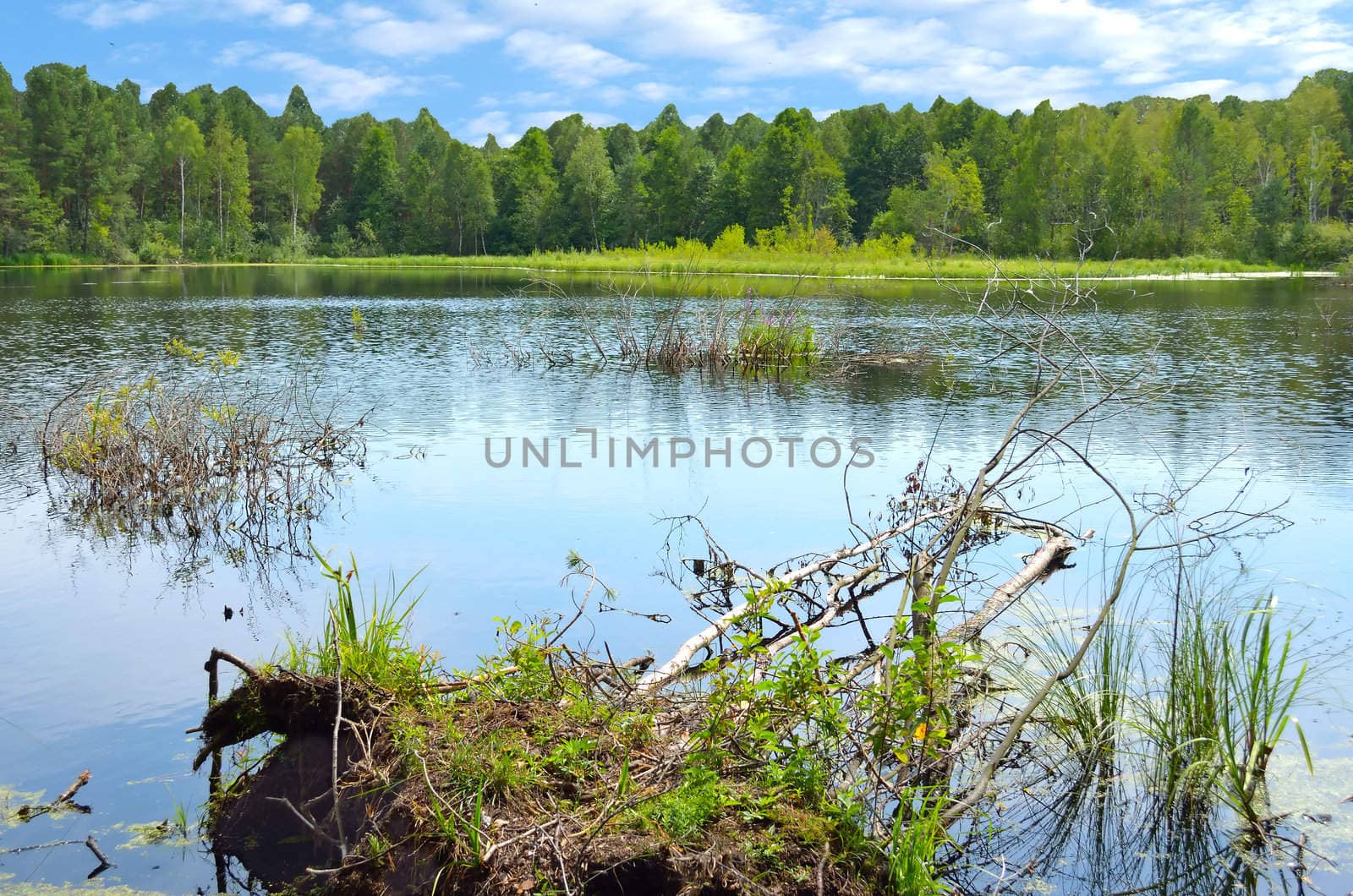 The lake in a deep wood thicket