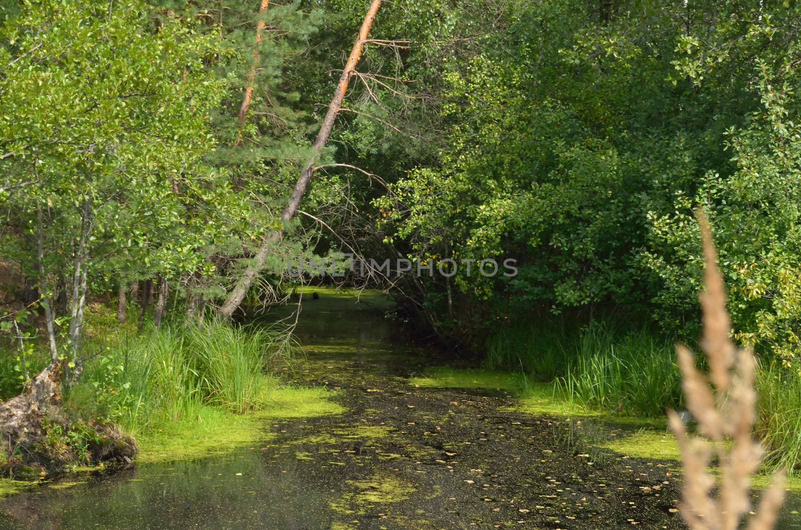 Impassable swampy creek in a thick pine forest