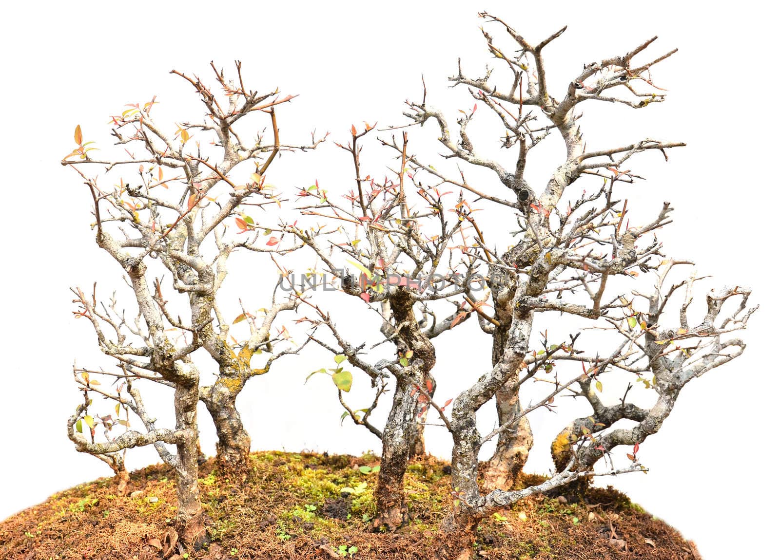 beautiful bonsai tree isolated on white background