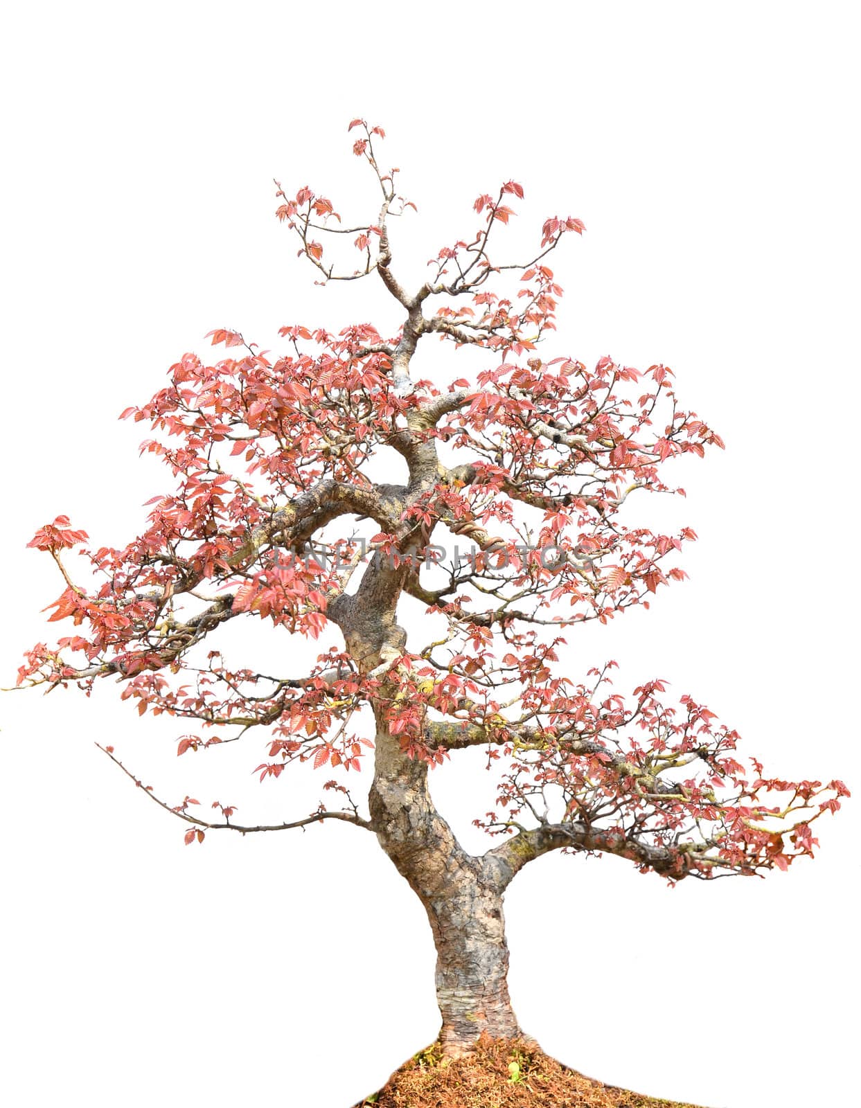 beautiful bonsai tree isolated on white background