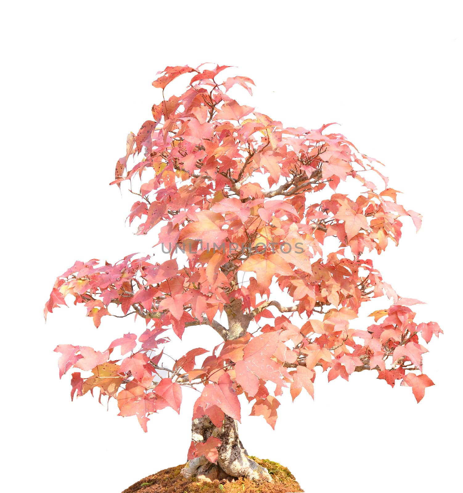 beautiful bonsai tree isolated on white background