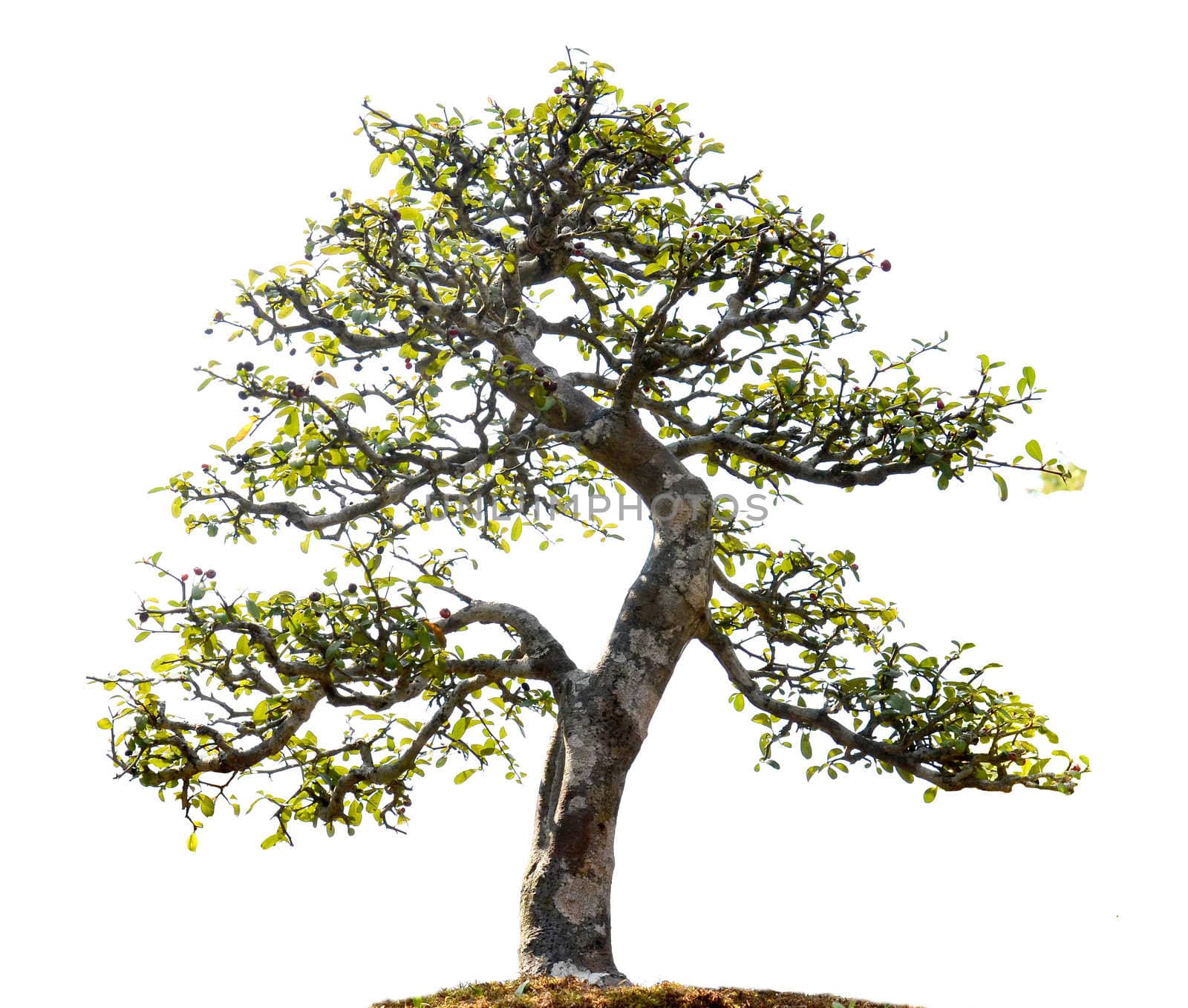 beautiful bonsai tree isolated on white background