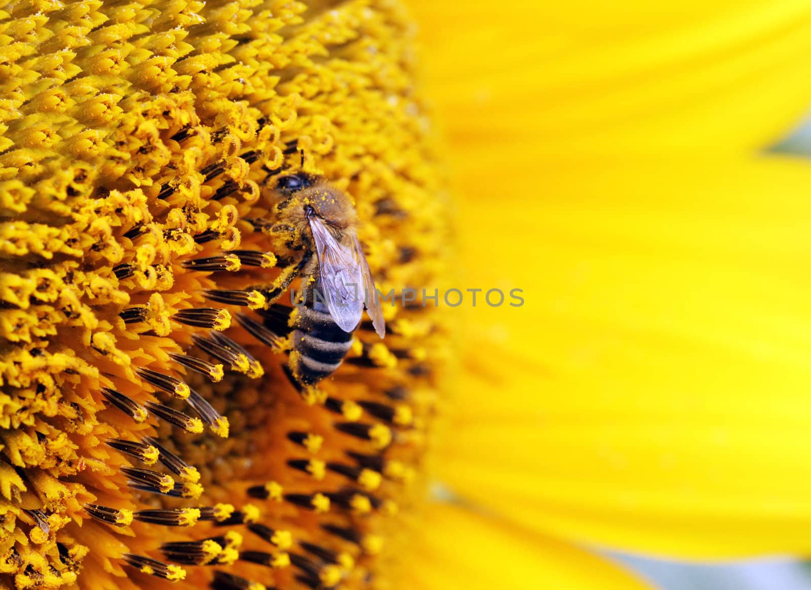 close up of bee on sunflower