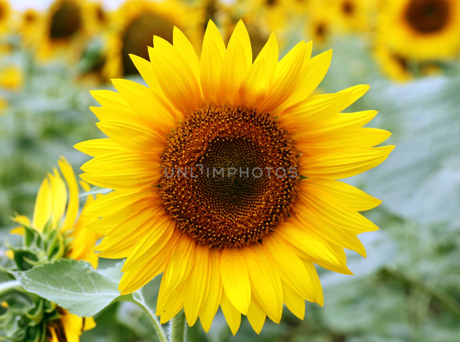 close up of sunflower head