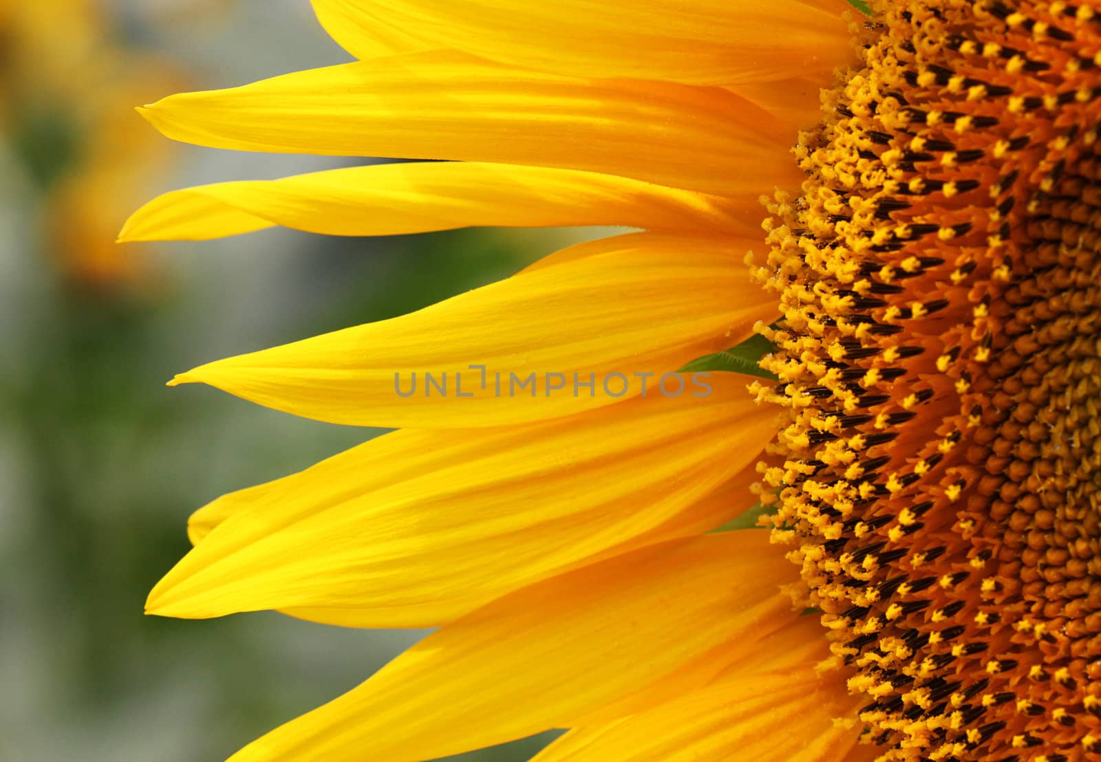 close up of sunflower by romantiche